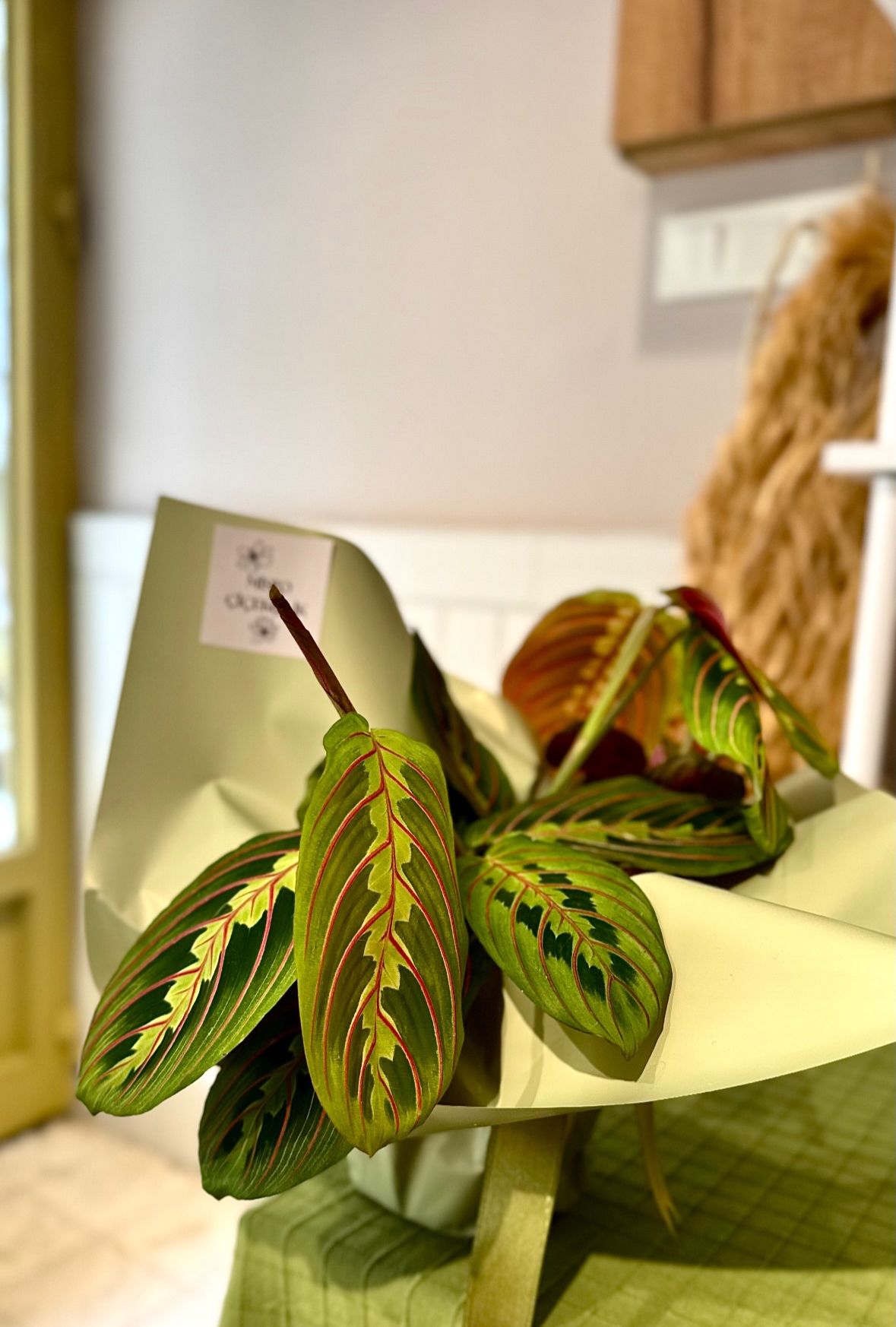 Dua Çiçeği (30 cm)