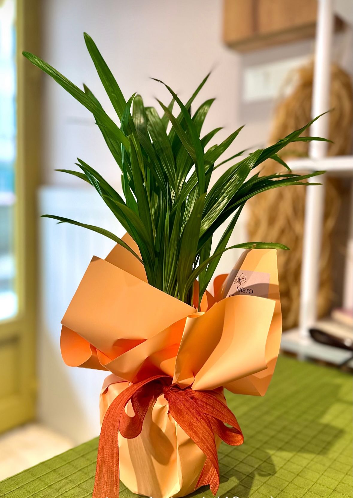 Areka Palmiyesi (40 cm)